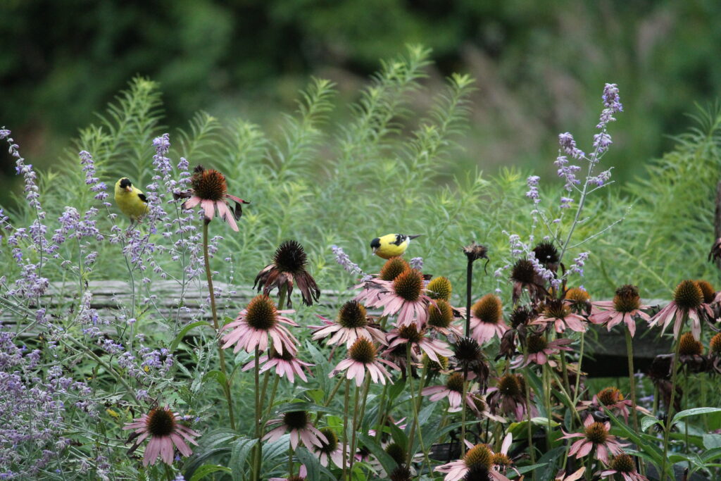 Perennials with seed heads that are left standing over winter are important food sources for birds.