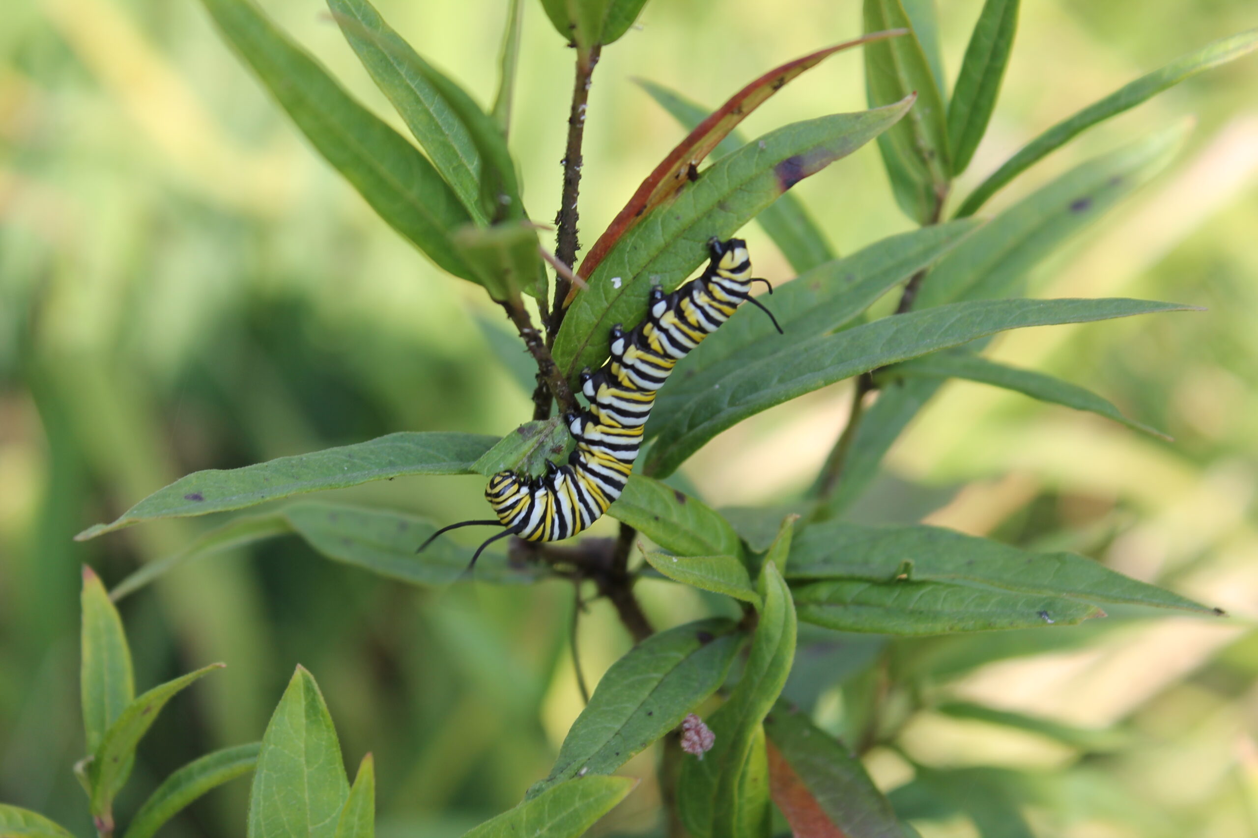 A Monarch caterpillar is eating the leaves of a milkweed plant.