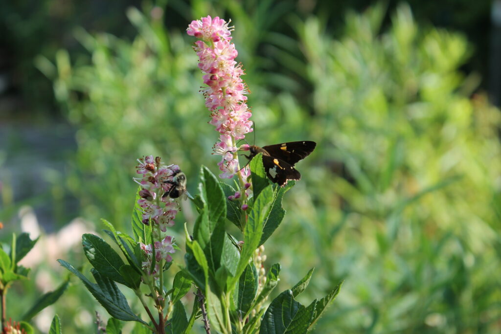 A Silver Spotted Skipper and a Bumblebee pollinating this pink Summersweet Clethra show some of the ecosystem services provided by insects.