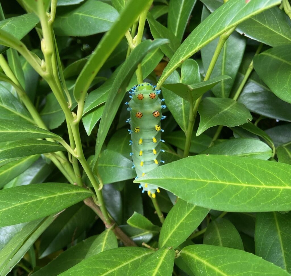 The green Hickory horned devil caterpillar with orange, yellow, and blue  projections is grows to the size of a hotdog and turns into a Regal moth.