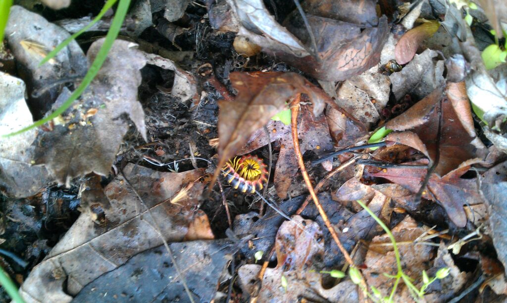 The Yellow and Black Flat Millipede curled up in a ball underneath fallen leaves is one of the insects that eats dead leaves and decayed wood.