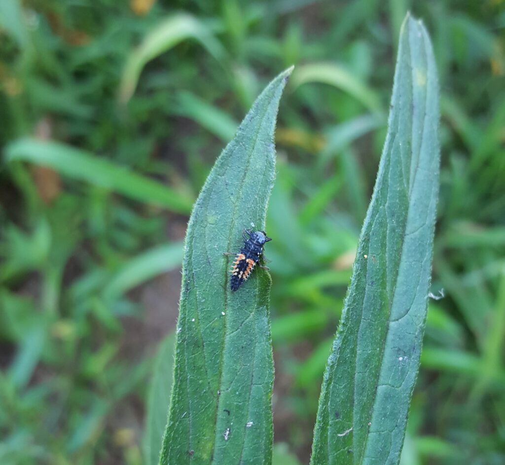 Ladybug larva are insects that help control other insect populations in gardens