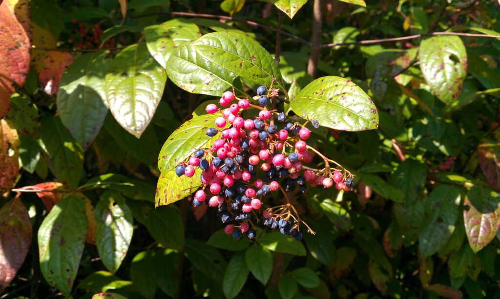 Birds look for native plants that produce berries. 