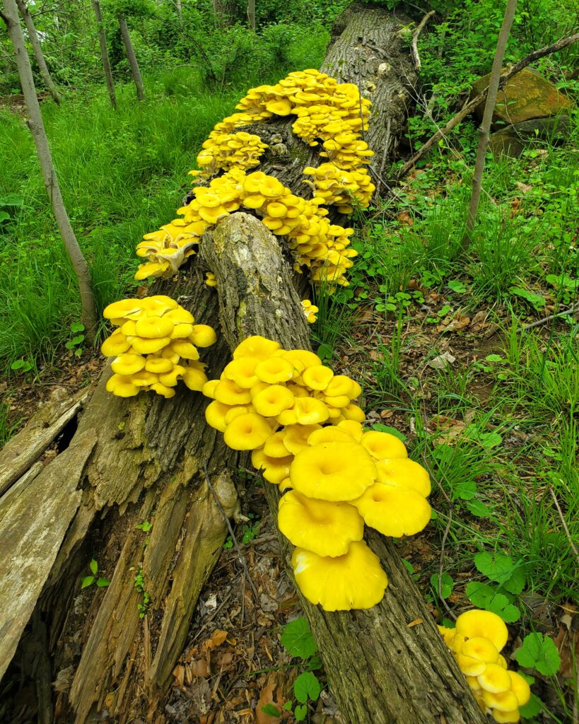 Decomposing logs provide places for organisms like fungi to grow. Instead of removing them during spring cleanups, leave them!