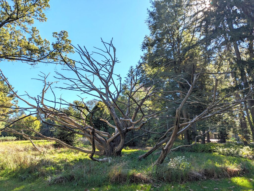 Standing dead trees are called snags.