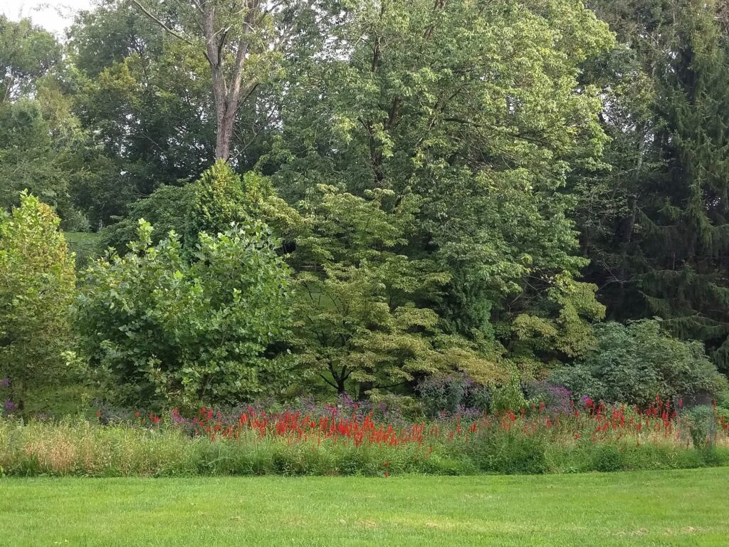 A colorful meadow with shrubs, understory trees, and large shade trees provide structure and food sources for a variety of wildlife.