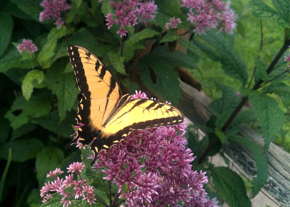 Joe Pye Weed (Eutrochium dubium 'Little Joe') is an excellent pollinator plant. Here a Zebra Swallowtail butterfly is looking for nectar.