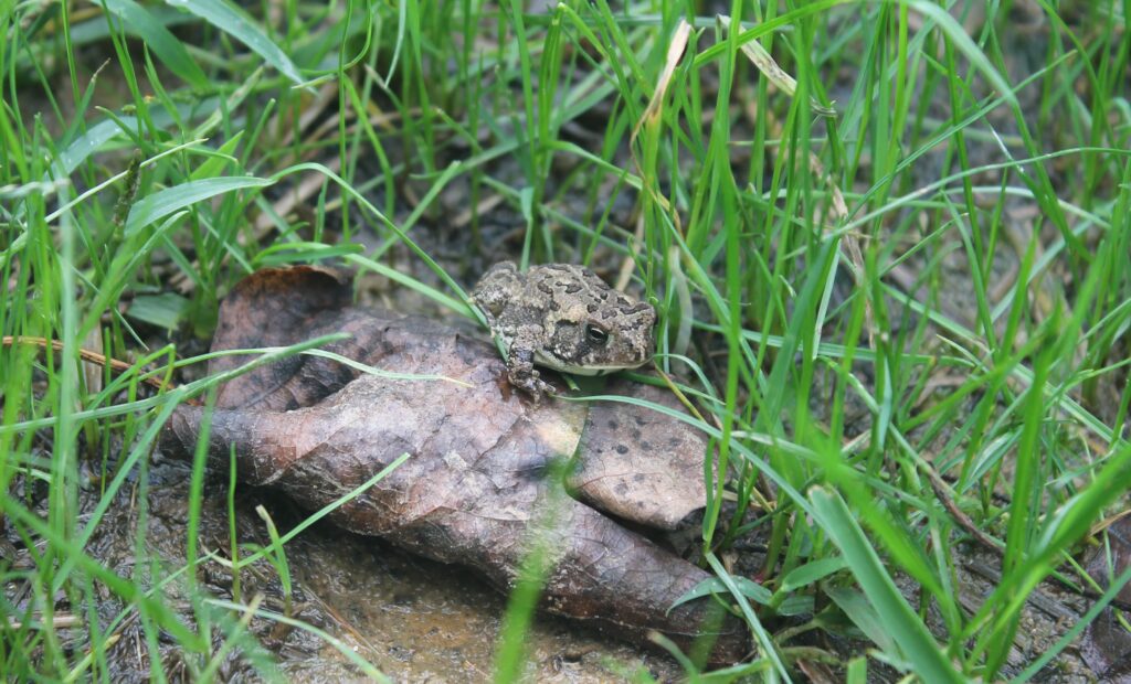 American Toads benefit from damp areas and fallen leaves.