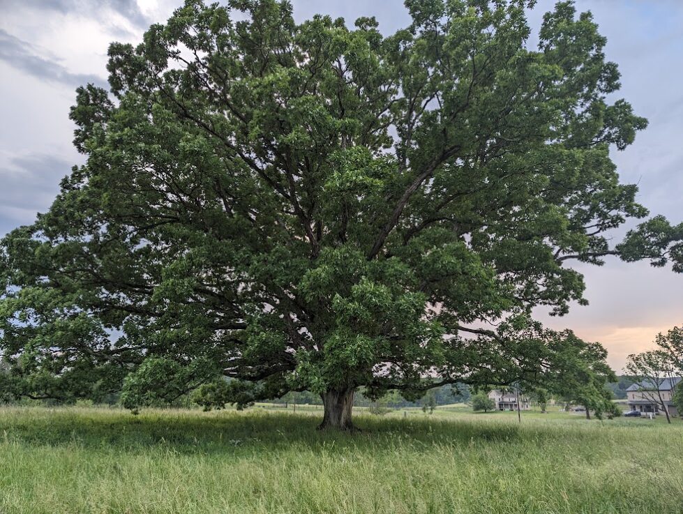 Shade trees like this oak provide shade in the heat of summer.