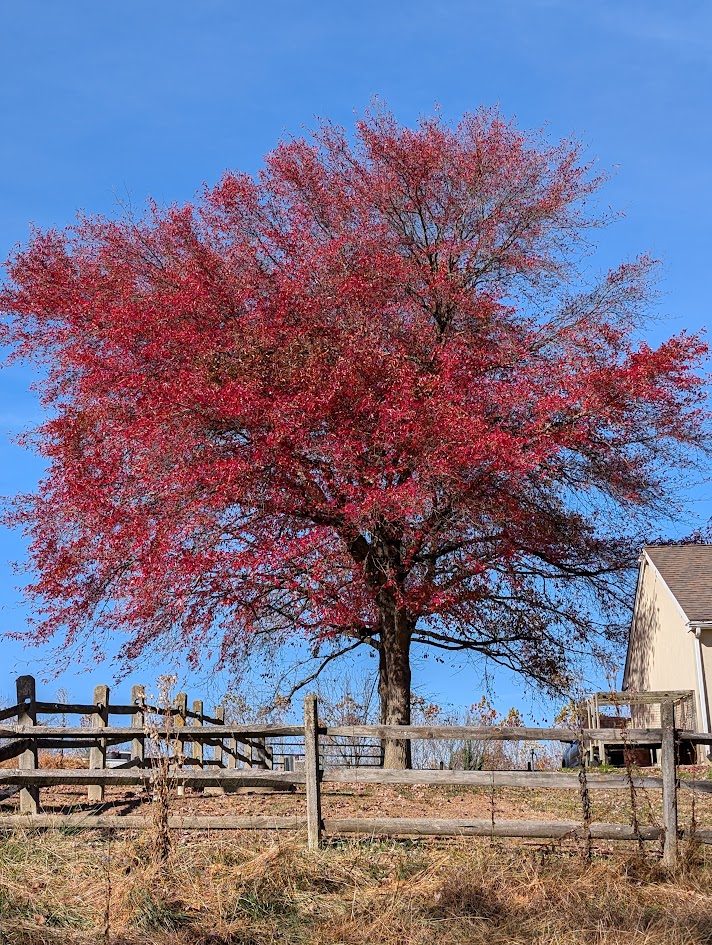 Vibrant red foliage of this large Black gum stand out against a brilliant blue sky.