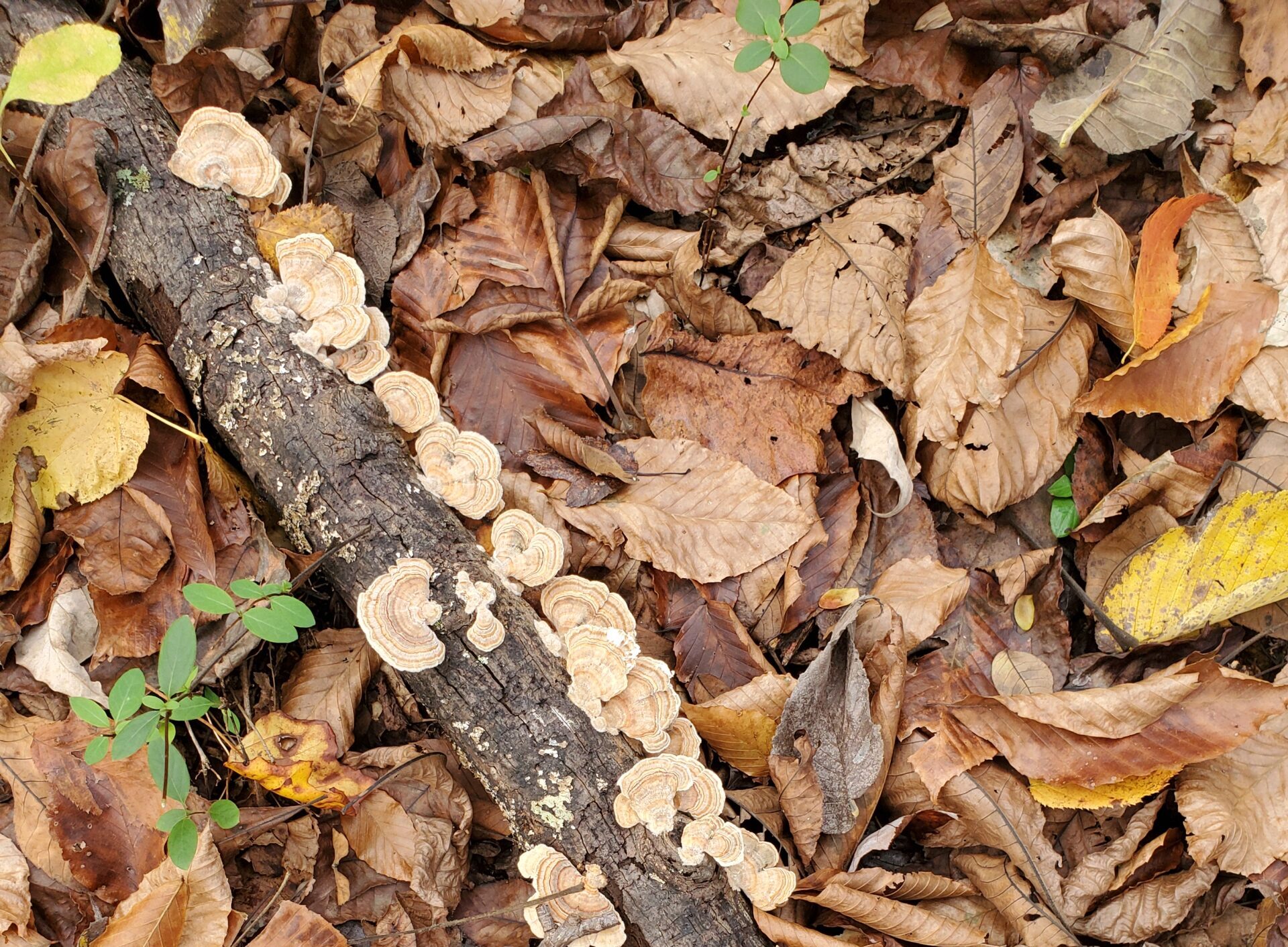 Featured image for “Ecological Fall Cleanups: Nurturing the Land for the Season Ahead”