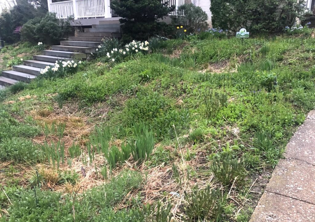 Perennials were cut into sections and left in this garden in place of mulch, leaving habitat for overwintering insects.