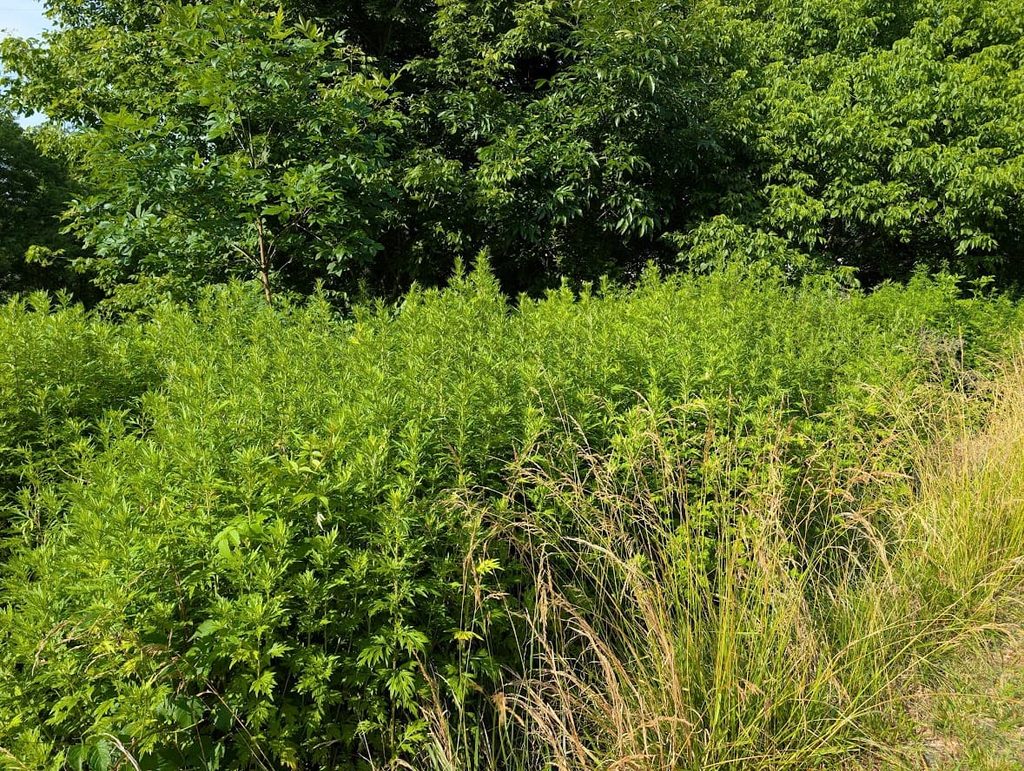 A field has been taken over by Mugwort (Artemesia vulgaris).