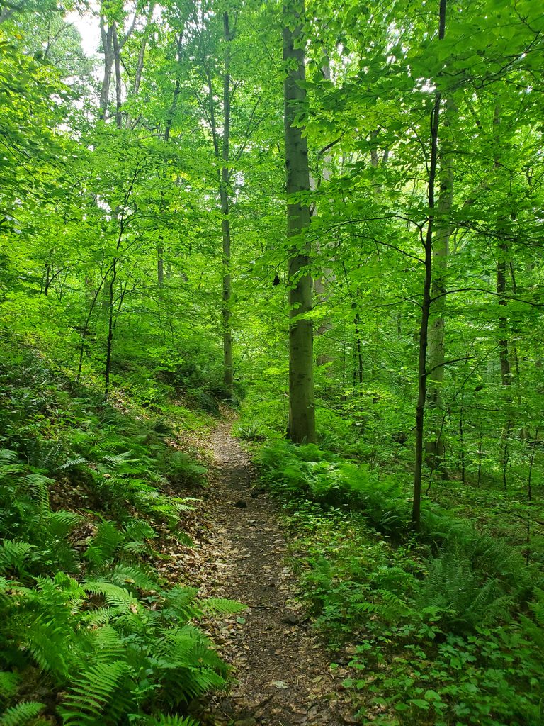 Trees of different sizes and species grow along a wooded path. Spicebush, ferns, asters, and other plant species grow in the understory creating an open, yet diverse woodland.