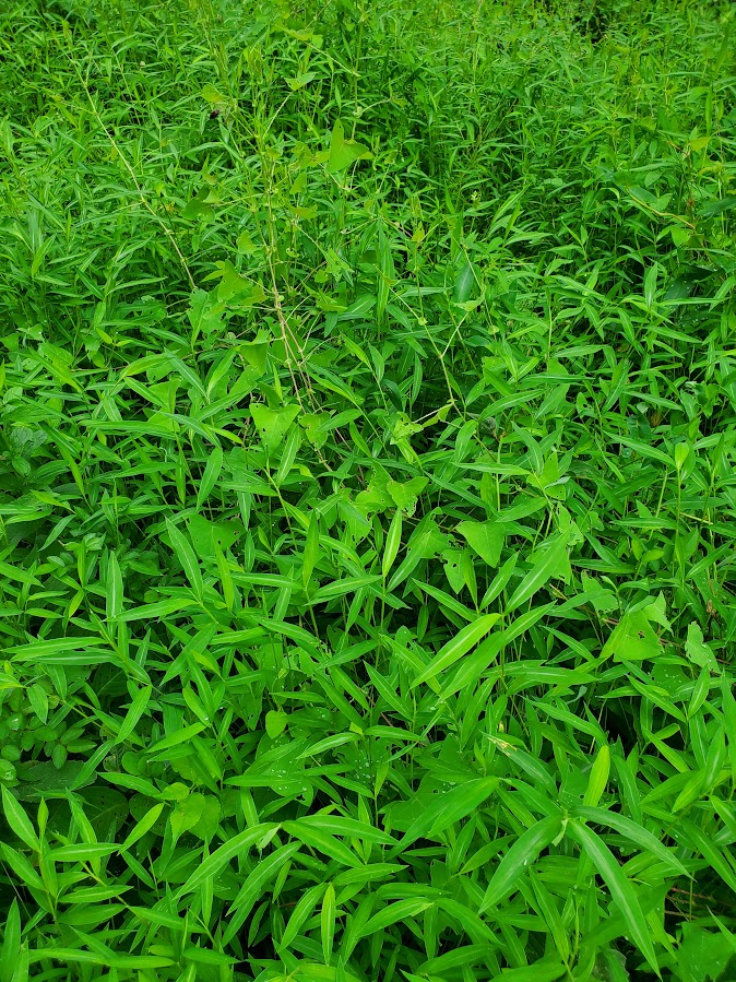Japanese stiltgrass and Mile-a-minute cover the ground yet provide little ecological benefit.