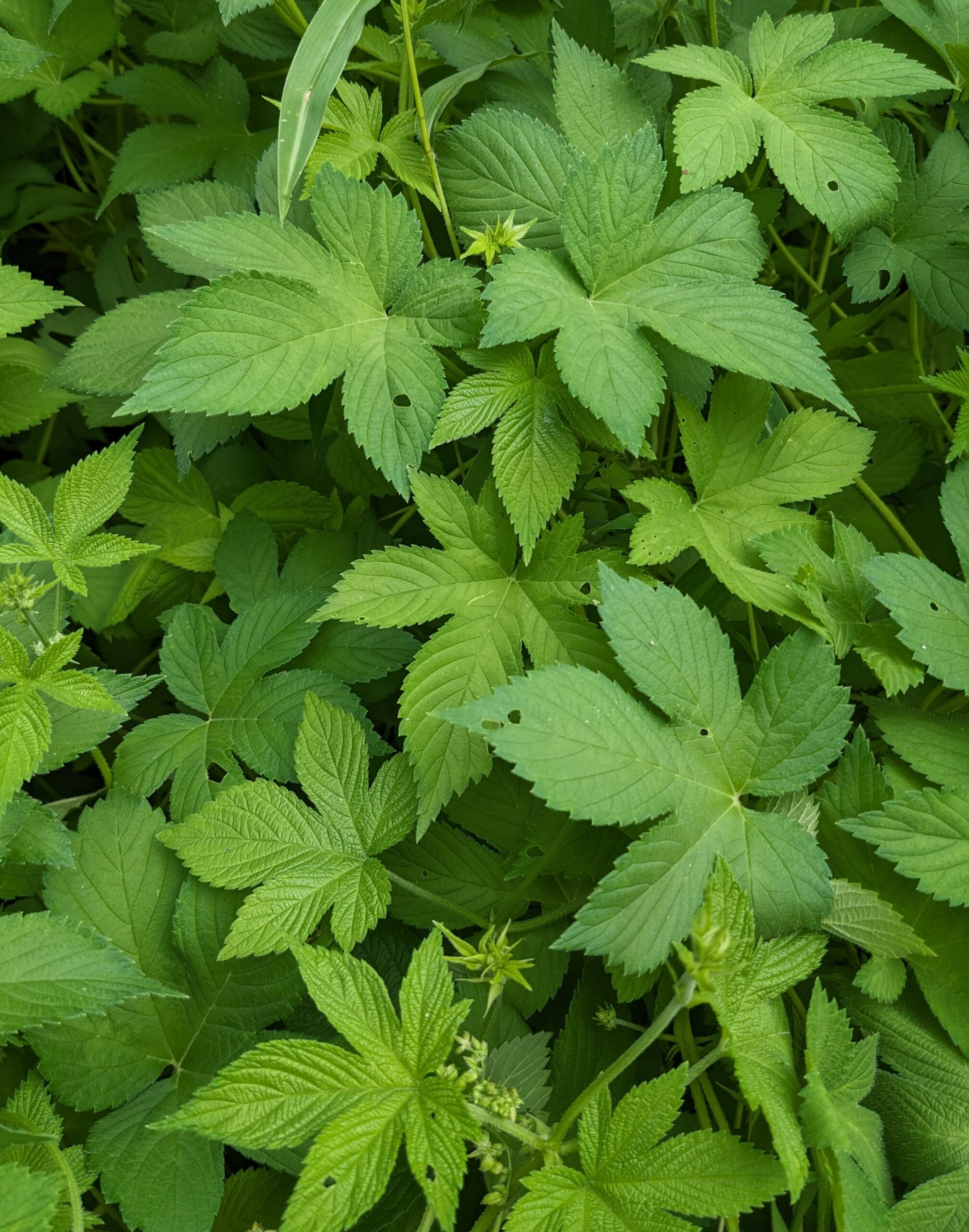 Palmate (5 lobed) leaves of Japanese Hops (Humulus japonicus) are an important ID feature.