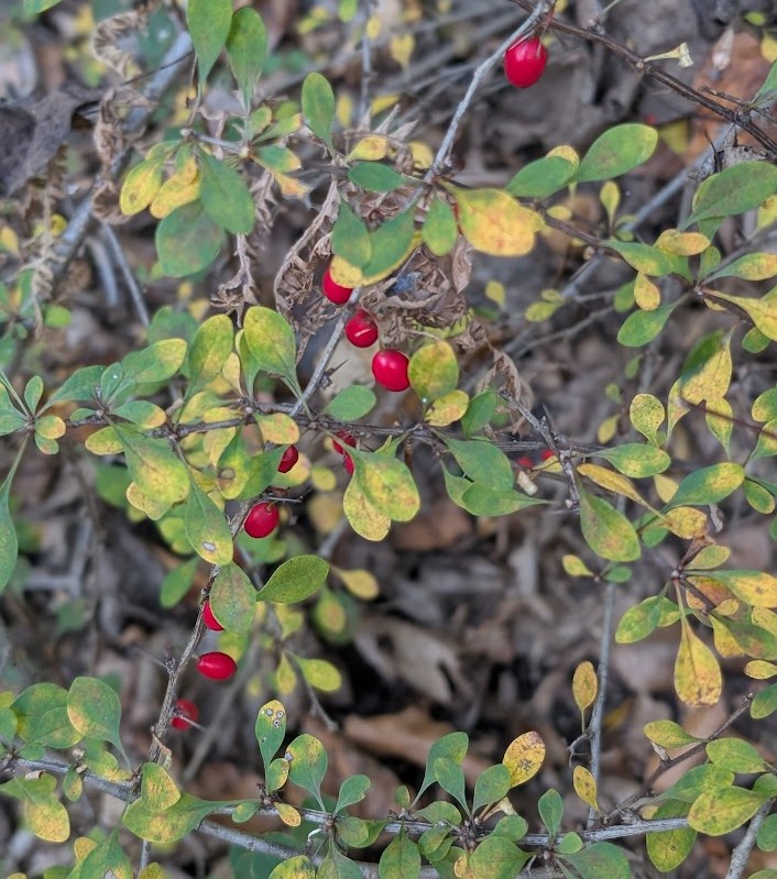 Sharp thorns and red berries reveal the invasive tendencies of Japanese Barberry (Berberis thunbergii)