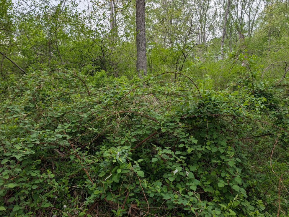 Brambles and vines form an impenetrable mass on the edge of the woods.