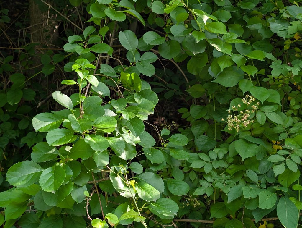 Oriental Bittersweet (Celastrus orbiculatus) grows up and over trees along a woodline.