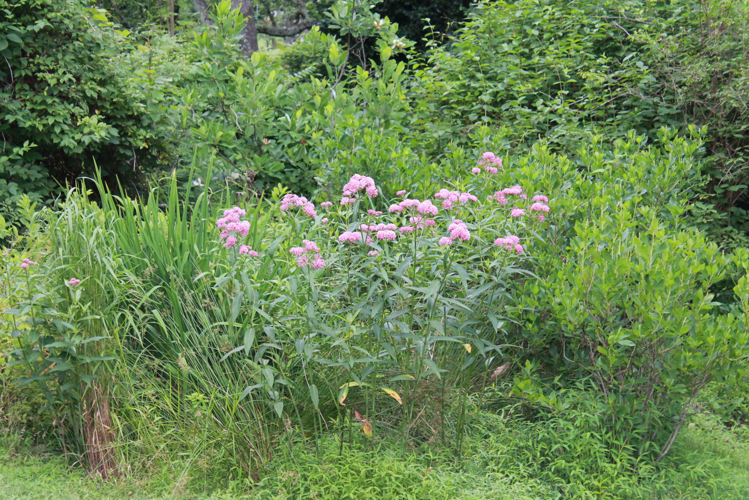 Swamp Milkweed plant that is about three feet tall and wide.