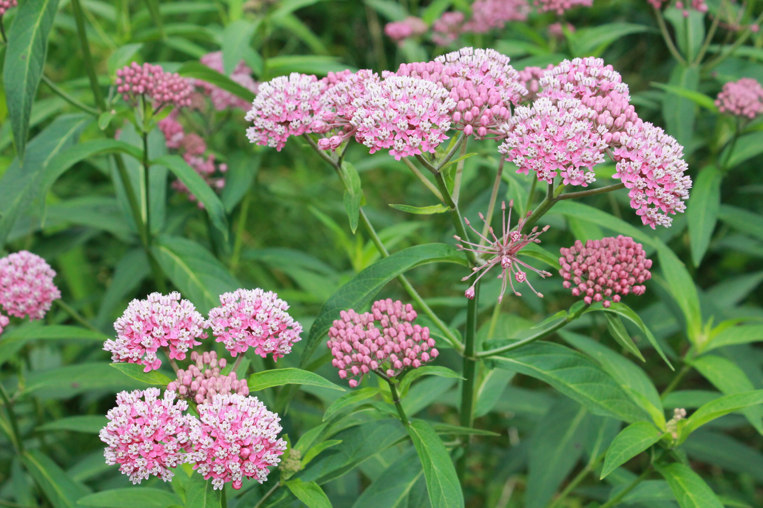 Closeup of Swamp Milkweed plant with pink flowers bunched along the top of green, leafy stems.